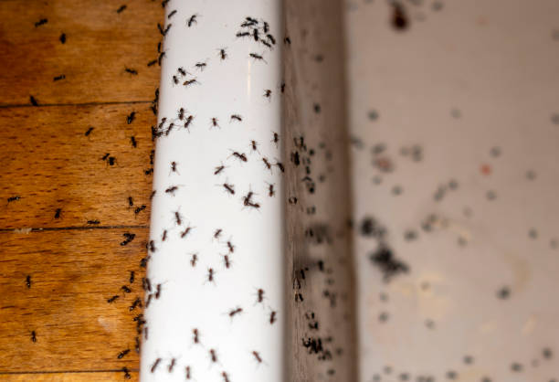 Best Affordable Pest Control Services  in University Park, IL